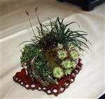 SBA-National Bonsai Exhibition 2014 (49).jpg